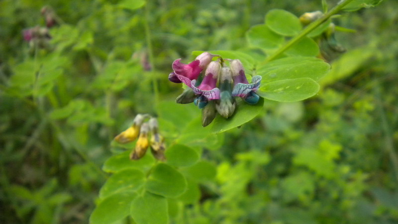 Vicia?? - no, Lathyrus cfr. niger