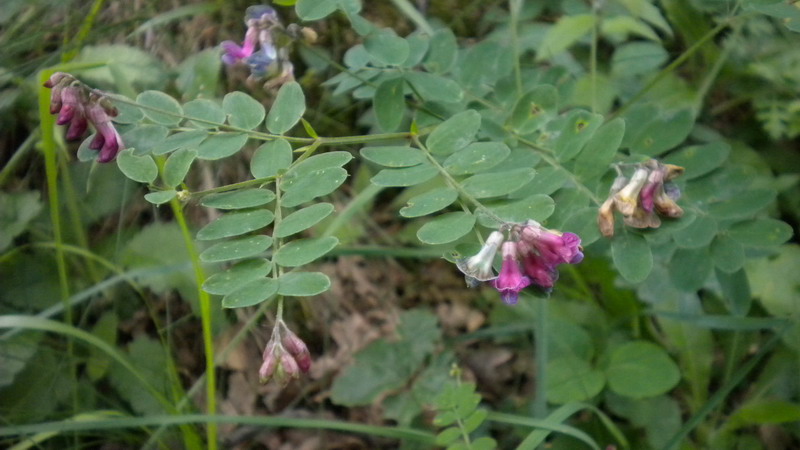 Vicia?? - no, Lathyrus cfr. niger