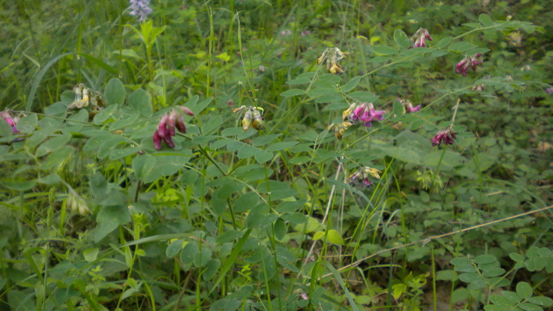 Vicia?? - no, Lathyrus cfr. niger
