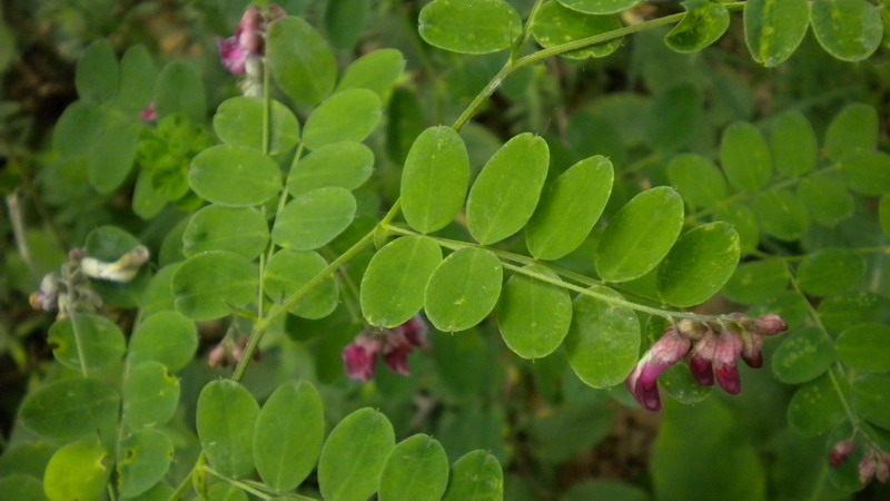 Vicia?? - no, Lathyrus cfr. niger