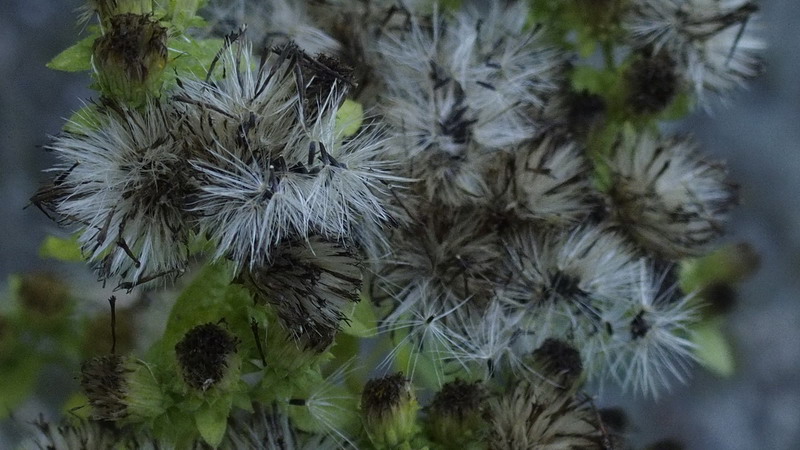 Inula conyzae