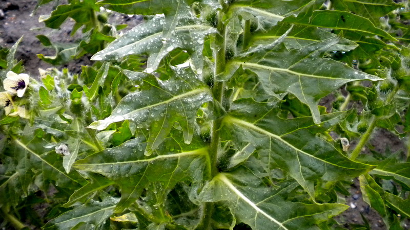 Bella e strana - Hyoscyamus niger