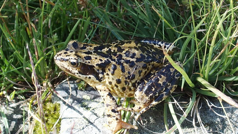Rana alpina - Rana temporaria