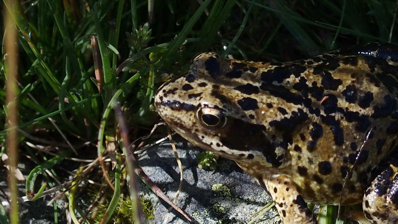 Rana alpina - Rana temporaria