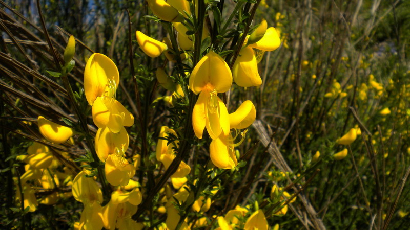 Da determ.- Cytisus cfr. scoparius