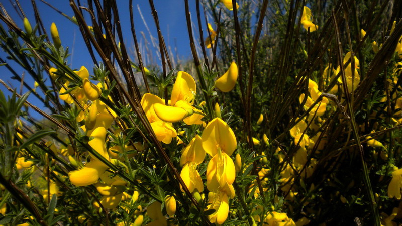 Da determ.- Cytisus cfr. scoparius