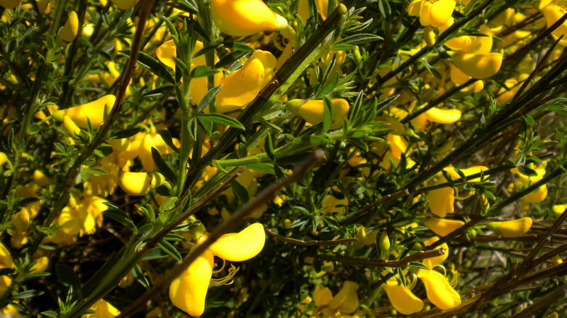 Da determ.- Cytisus cfr. scoparius