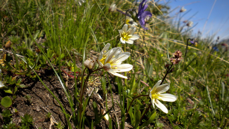 Lloydia serotina
