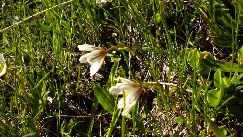 Lloydia serotina