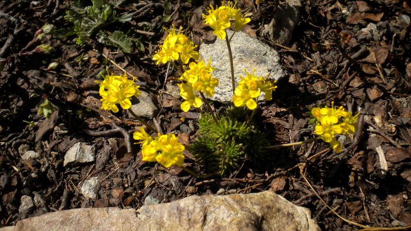 Draba aizoides