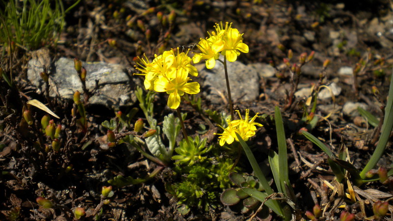 Draba aizoides