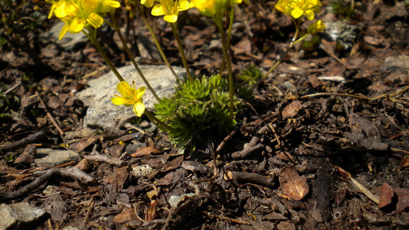 Draba aizoides