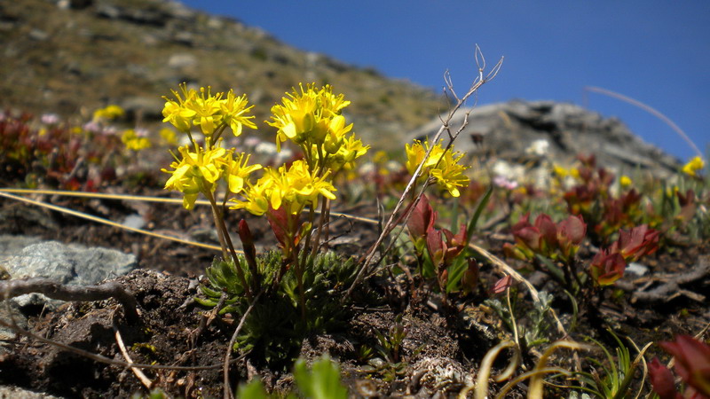 Draba aizoides