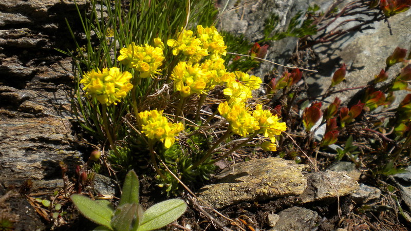 Draba aizoides