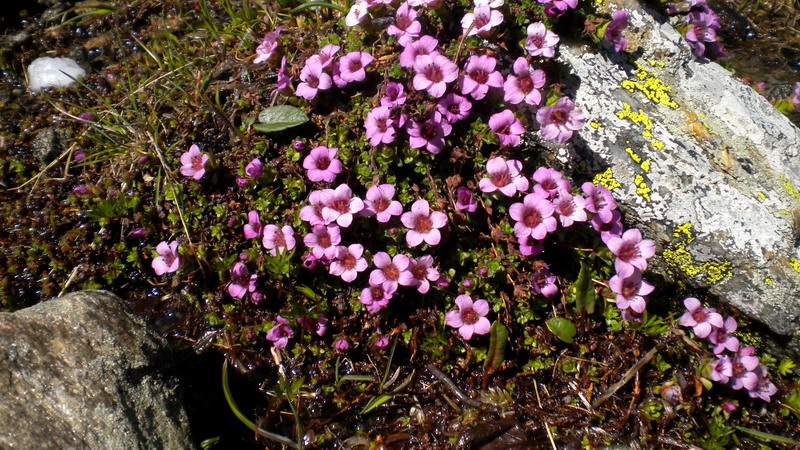 Saxifraga oppositifolia