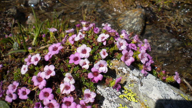 Saxifraga oppositifolia