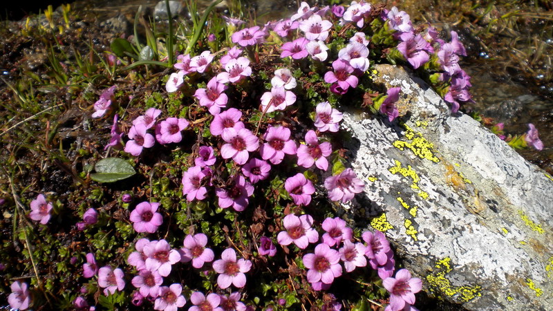 Saxifraga oppositifolia
