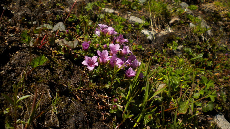 Saxifraga oppositifolia