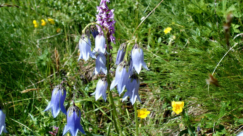 Campanula barbata