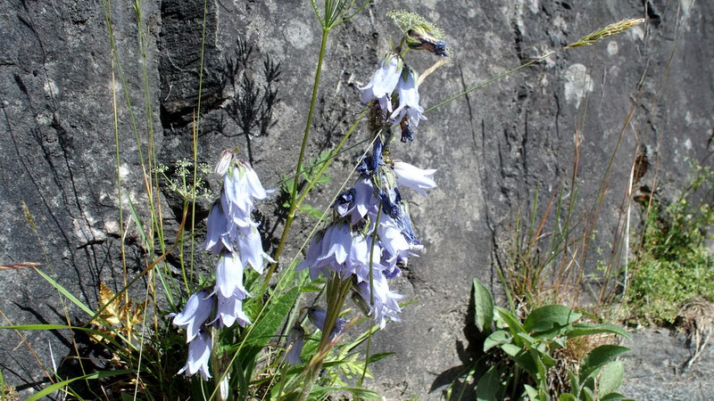 Campanula barbata