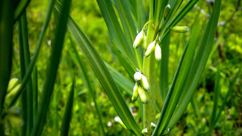 Polygonatum verticillatum / Sigillo di Salomone verticillato
