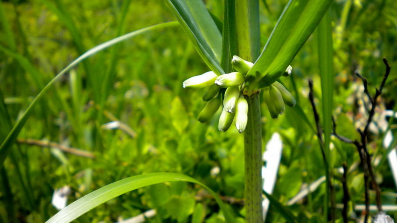Polygonatum verticillatum / Sigillo di Salomone verticillato