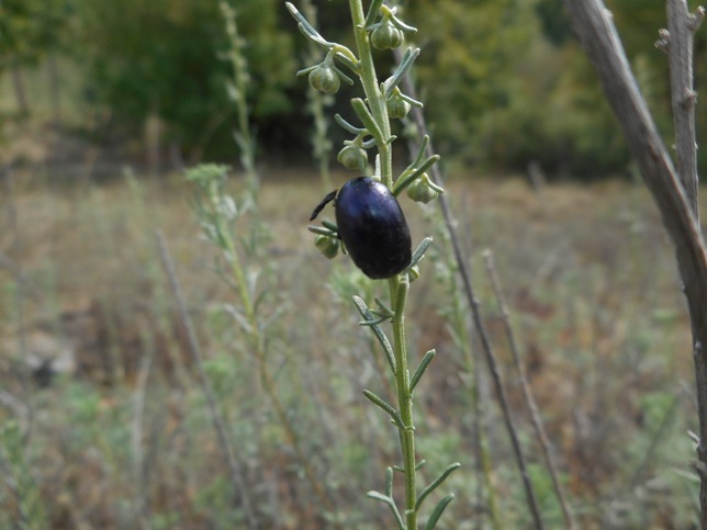 Chrysolina sp. Contrafforte Pliocenico (Bologna)