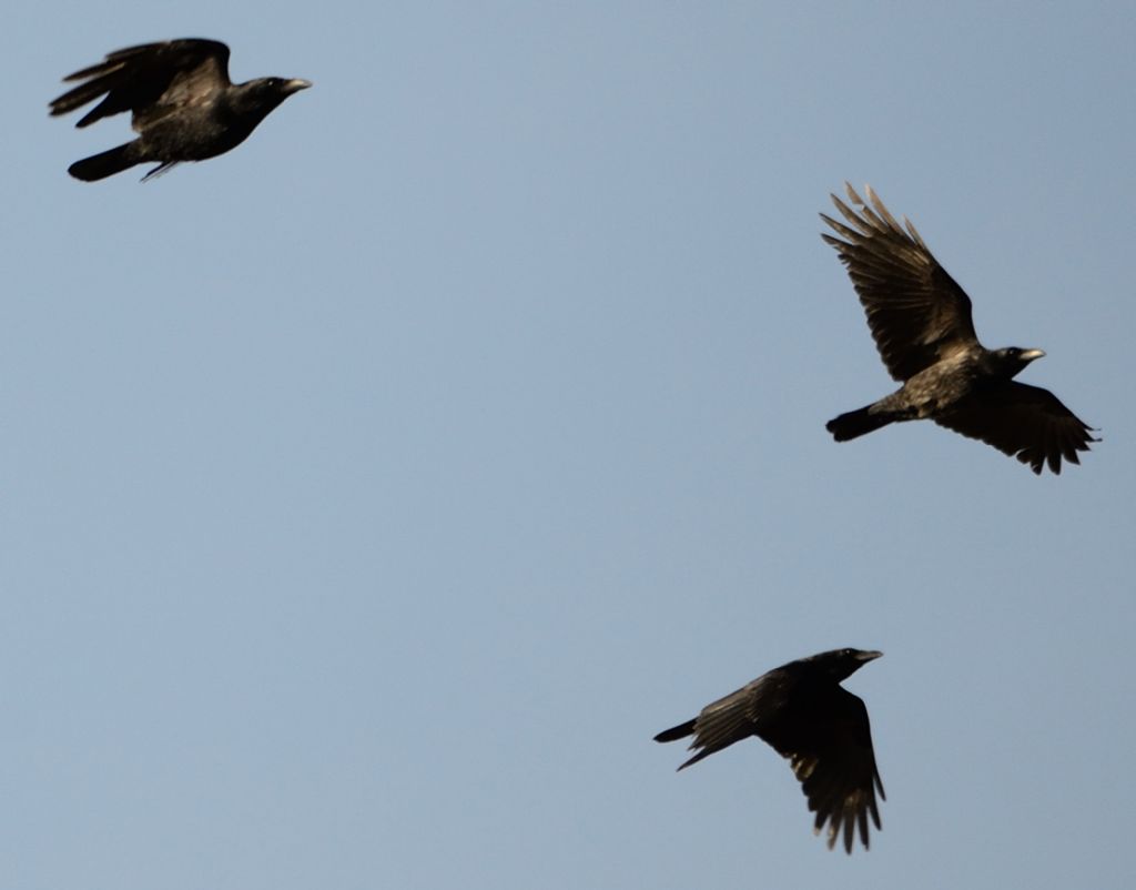 beccofrusoni e tanto altro!