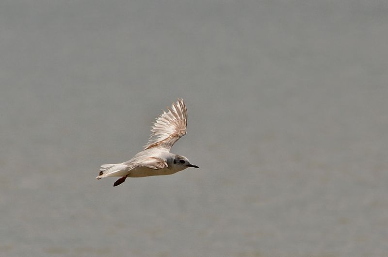 Obiettivo 100 specie in un giorno