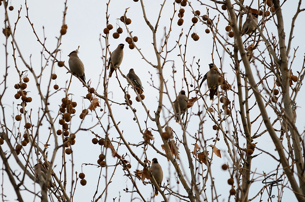 beccofrusoni e tanto altro!
