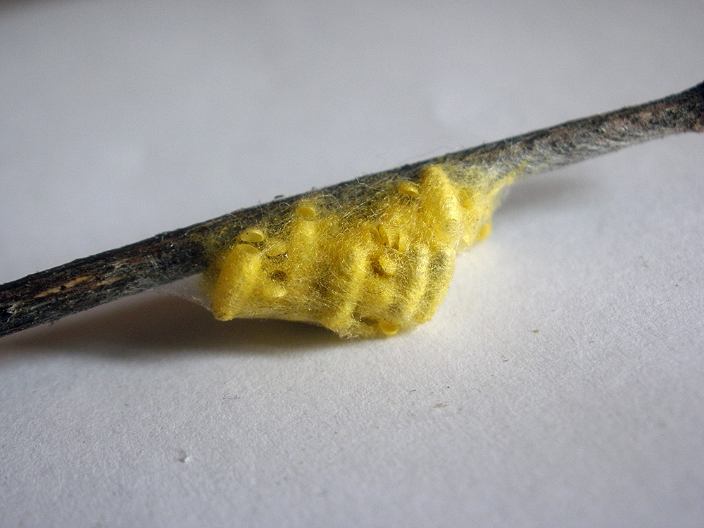 Braconidae in bozzoli sfarfallati