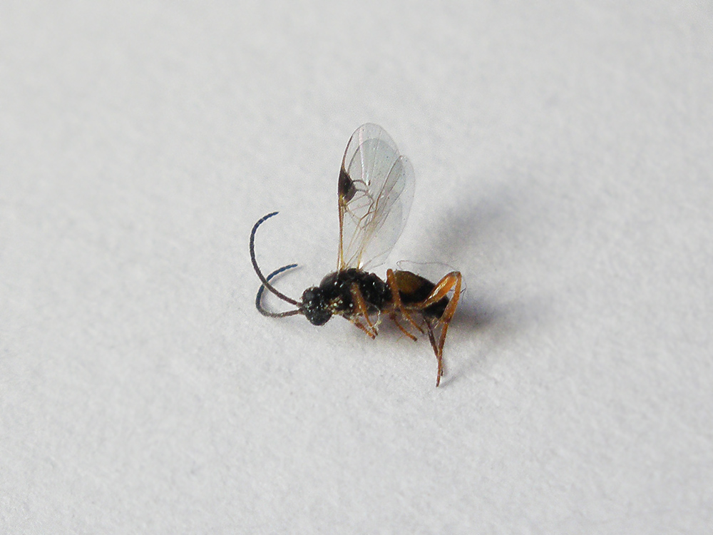 Braconidae in bozzoli sfarfallati