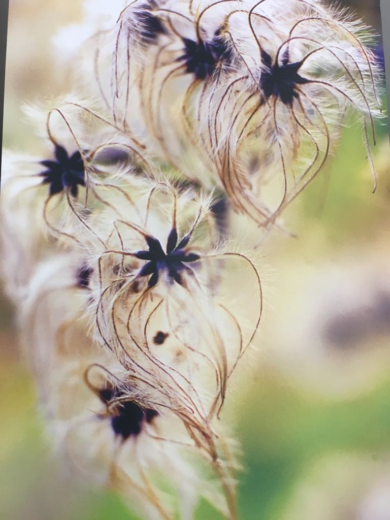 Infruttescenza di Clematis sp., Ranunculaceae