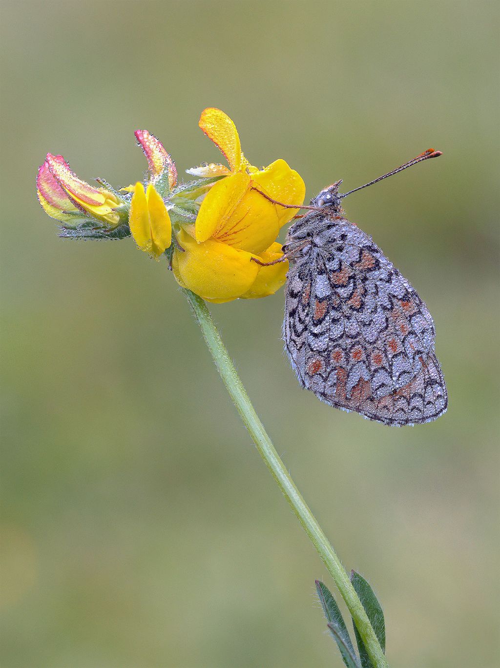 Che farfalla ?  Melitaea phoebe  (Nymphalidae)