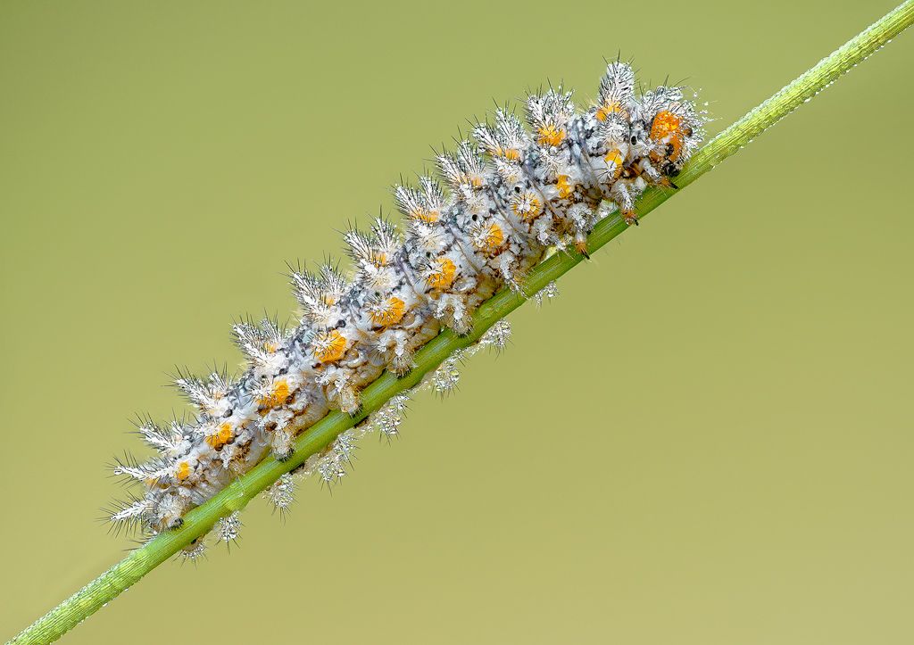 ID bruco - Melitaea didyma