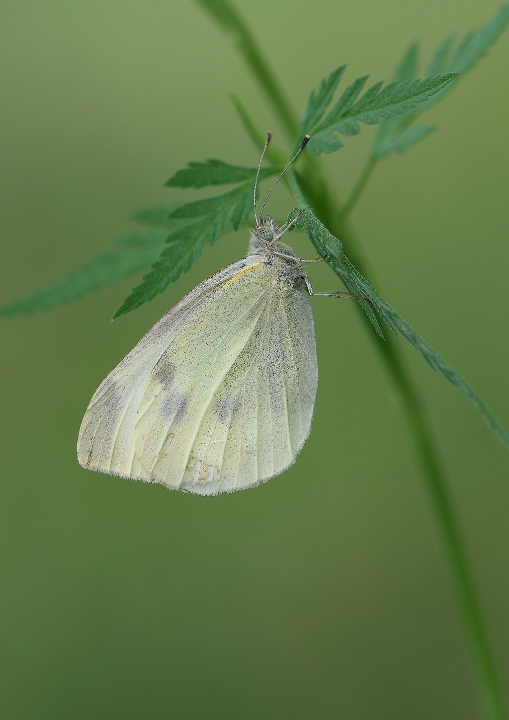 Il nome e specie di questa farfalla? Pieris rapae
