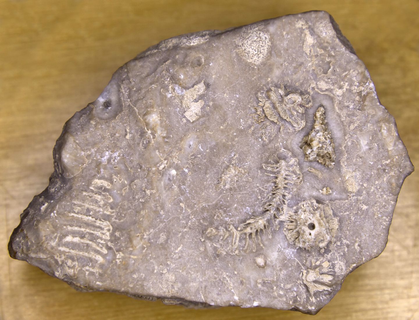 Aiuto nell''identificazione di fossili marini su dolomia