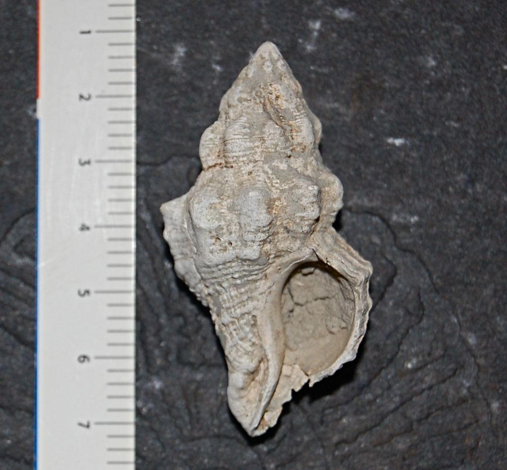 Fasciolaria