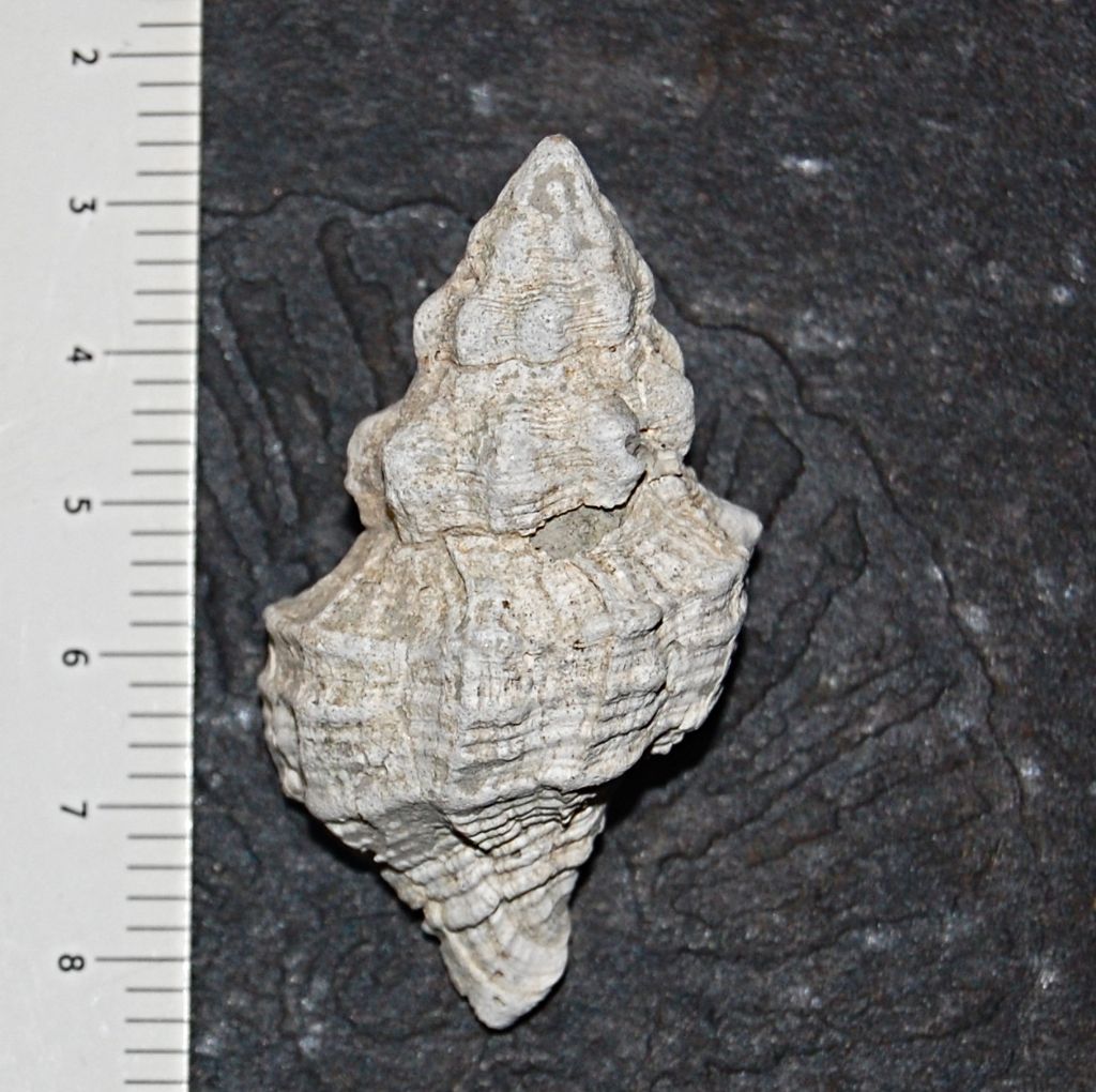 Fasciolaria