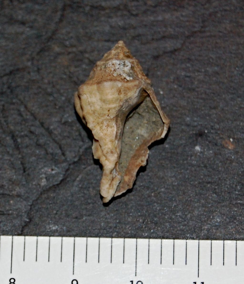 Murice (?) da determinare