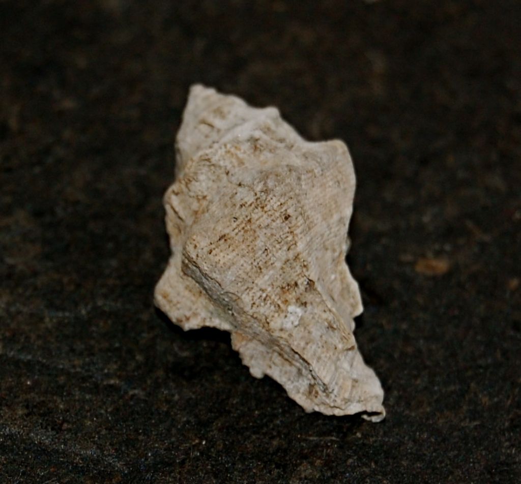 Murice (?) da determinare