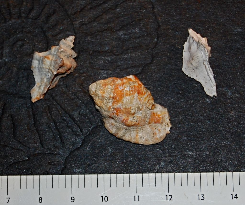 Murice (?) da determinare