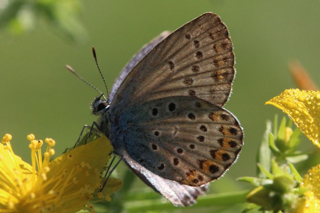 identificazione