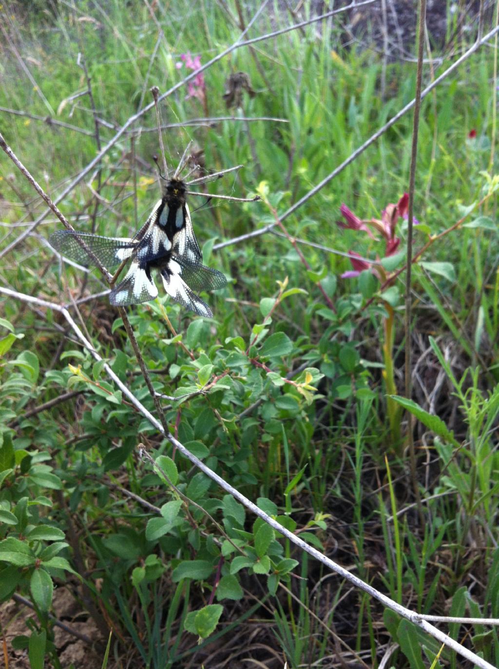 Identificazione insetto - Libelloides coccajus