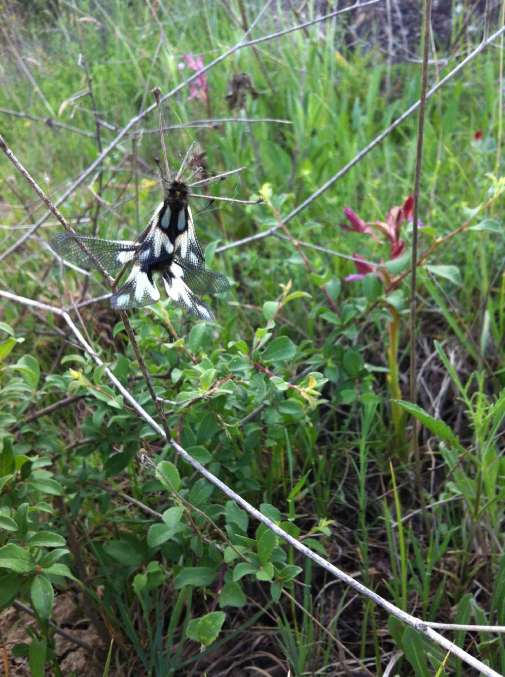 Identificazione insetto - Libelloides coccajus