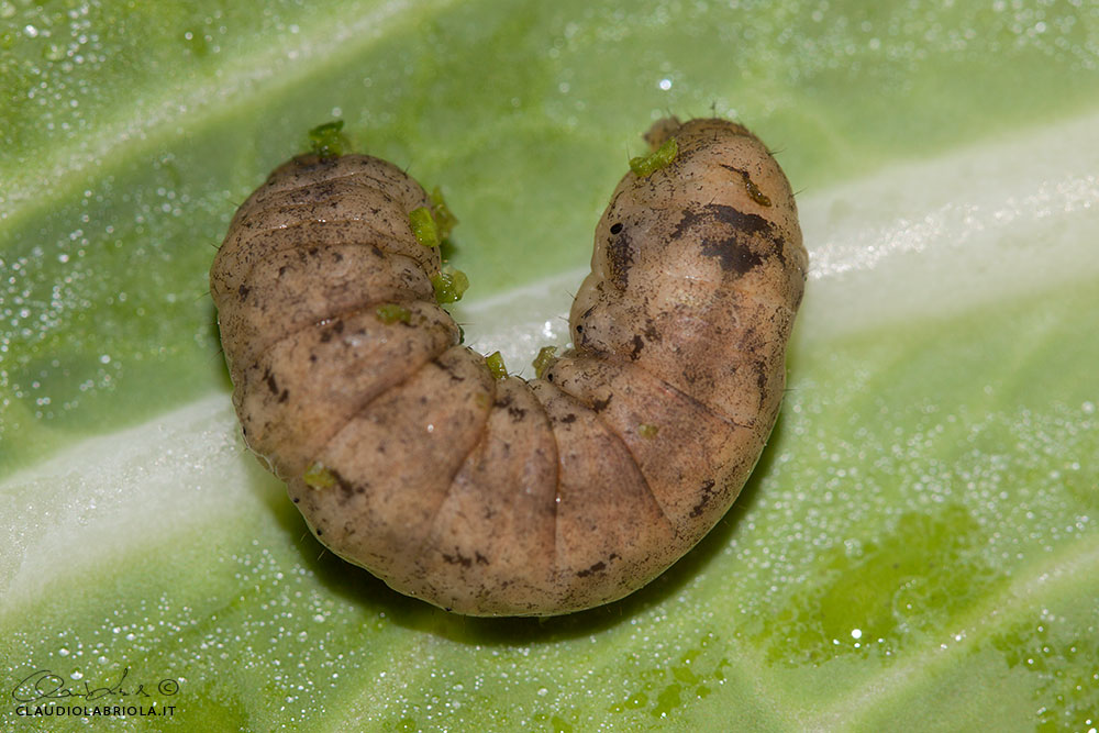 Peridroma saucia (Hbner, 1808) - Noctuidae Noctuinae