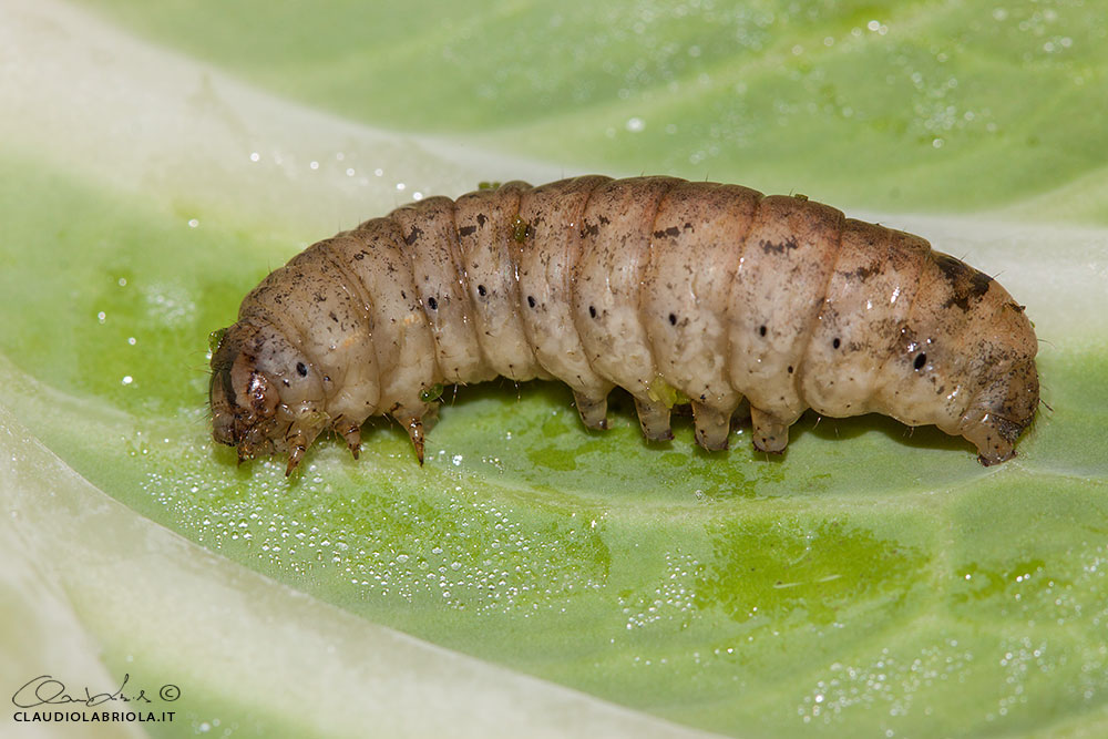 Peridroma saucia (Hbner, 1808) - Noctuidae Noctuinae