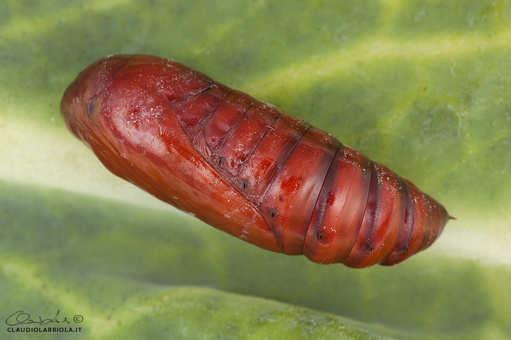 Peridroma saucia (Hbner, 1808) - Noctuidae Noctuinae