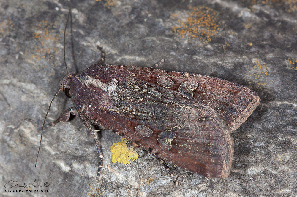 Peridroma saucia (Hbner, 1808) - Noctuidae Noctuinae