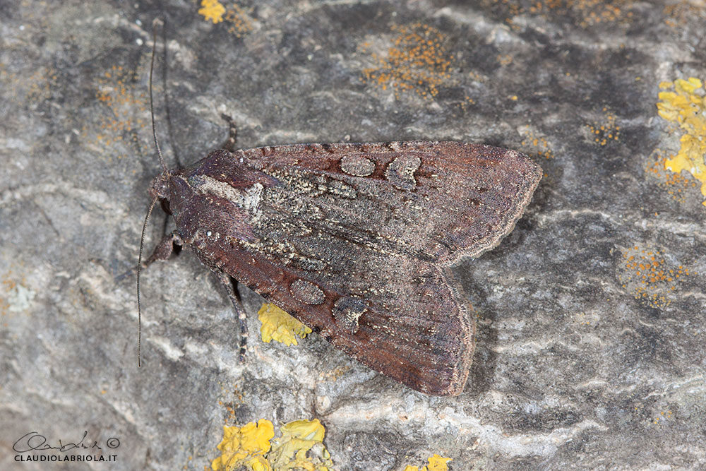 Peridroma saucia (Hbner, 1808) - Noctuidae Noctuinae